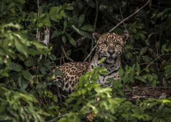 Amazônia: estudo mostra que onças estão em áreas ameaçadas pelo homem