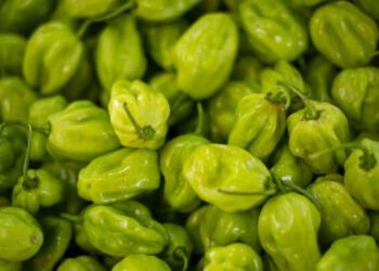 Preço da pimenta de cheiro cai 42,9% na Ceasa Cariri