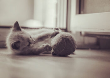 Bolas de pelo em gato são perigosas, por isso, saiba o que fazer nesses casos e como evitá-las