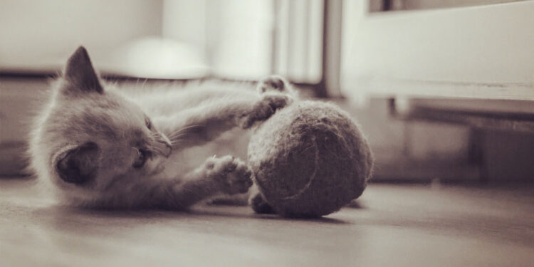 Bolas de pelo em gato são perigosas, por isso, saiba o que fazer nesses casos e como evitá-las