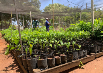 Juazeiro do Norte lança campanha “Menos Lixo, Mais Plantas”