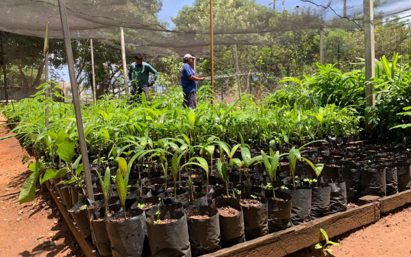 Juazeiro do Norte lança campanha “Menos Lixo, Mais Plantas”