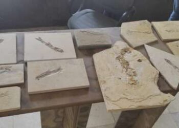 BPMA da PMCE recolhe 17 fósseis durante ações de fiscalização em Nova Olinda e Santana do Cariri