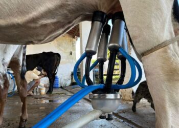 Melhoramento genético do Crato impacta na produção leiteira