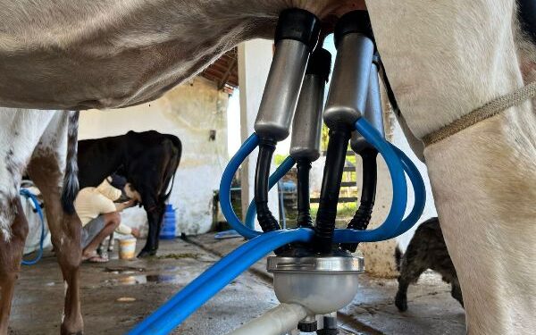 Melhoramento genético do Crato impacta na produção leiteira