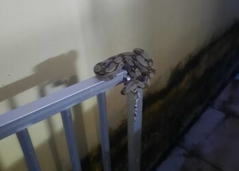 Corpo de Bombeiros resgata mais de 2.800 animais no 1º trimestre deste ano