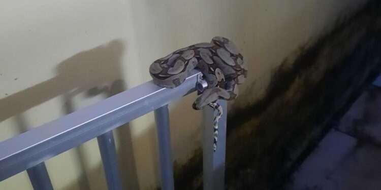 Corpo de Bombeiros resgata mais de 2.800 animais no 1º trimestre deste ano