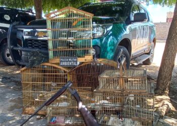 BPMA da PMCE realiza prisão e apreende espingarda e aves silvestres no município do Cedro