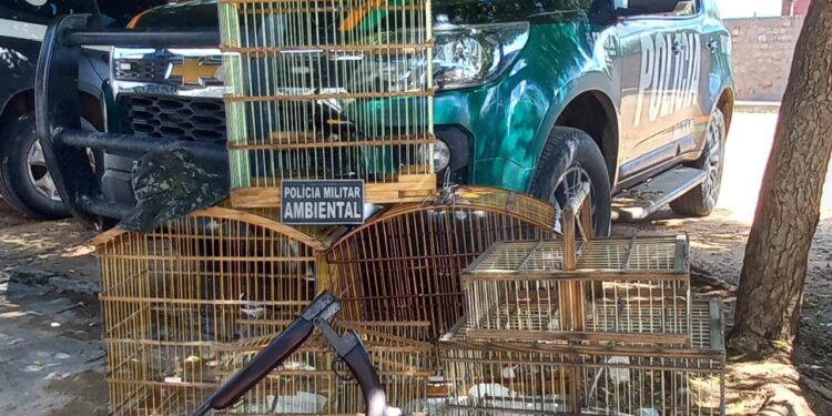 BPMA da PMCE realiza prisão e apreende espingarda e aves silvestres no município do Cedro
