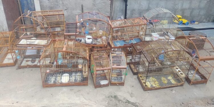 Homem é detido e 34 aves silvestres são resgatadas pela PMCE em Iguatu