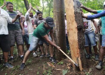 Corte do Pau da Bandeira de Santo Antônio ocorre nesta sexta-feira (19) no Sítio Flores