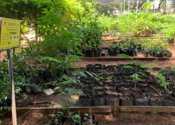 Projeto Menos Lixo, Mais Plantas continua em Juazeiro do Norte