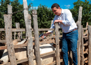 Vacinação contra febre aftosa se estende até dia 31 de maio