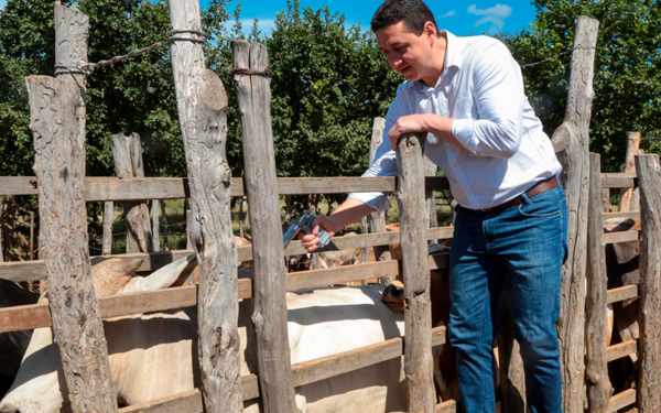 Vacinação contra febre aftosa se estende até dia 31 de maio