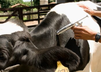 Campanha de vacinação contra Febre Aftosa termina hoje