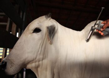 Campanha de vacinação contra febre aftosa é prorrogada