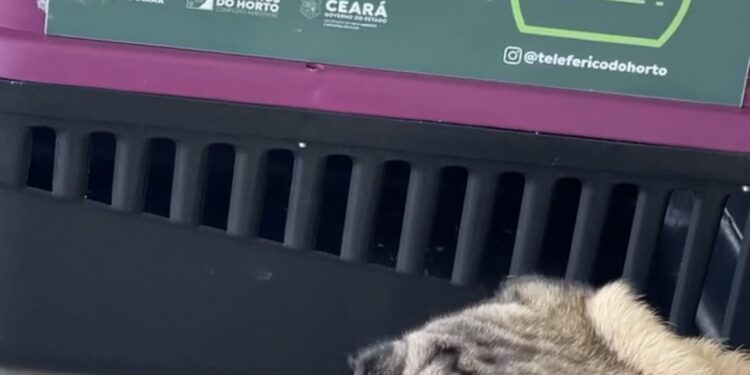 Complexo Ambiental Caminhos do Horto permite e estimula animais de estimação na área