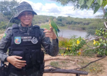 PMCE devolve 65 aves e três cobras à natureza