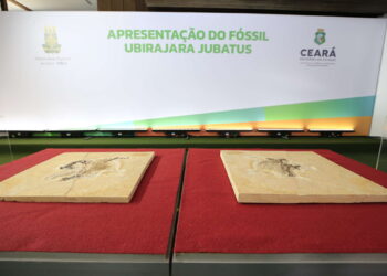 Patrimônio dos cearenses, fóssil Ubirajara jubatus está de volta