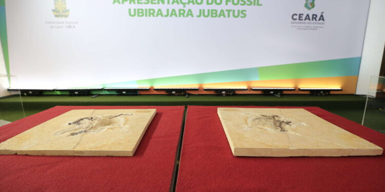 Patrimônio dos cearenses, fóssil Ubirajara jubatus está de volta