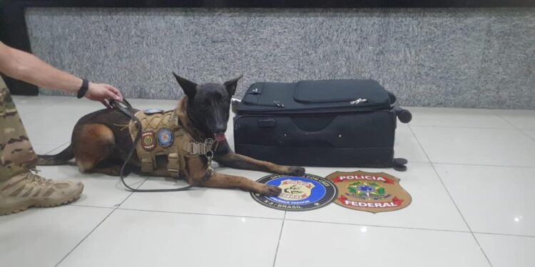 PF prende passageiro por tráfico internacional de drogas no Aeroporto de Fortaleza