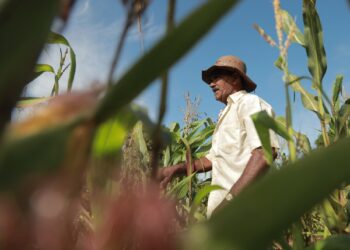 Festa do agricultor será realizada no próximo domingo (11)