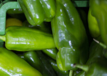 Preço do pimentão registra queda de 21,40% na Ceasa Cariri