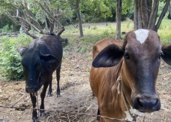 Barbalha: Secretaria de Desenvolvimento Agrário realiza mapeamento dos criadores bovinos