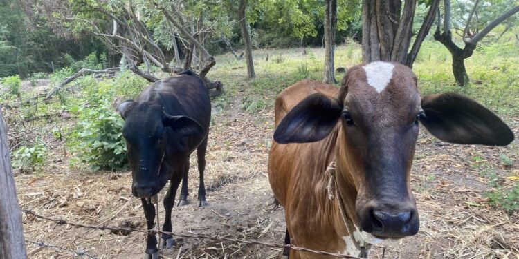 Barbalha: Secretaria de Desenvolvimento Agrário realiza mapeamento dos criadores bovinos