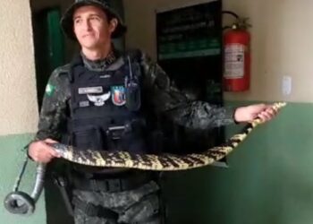 BPMA da PMCE resgata cobra caninana em residência no Crato