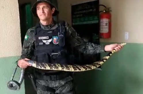 BPMA da PMCE resgata cobra caninana em residência no Crato