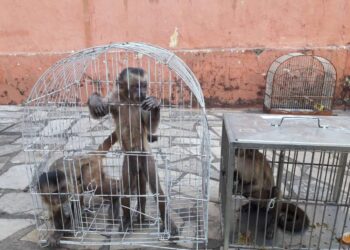 BPMA da PMCE resgata três macacos-pregos na cidade de Iguatu
