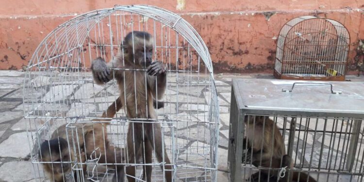 BPMA da PMCE resgata três macacos-pregos na cidade de Iguatu