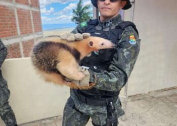 Tamanduá-mirim é resgatado pelo BPMA da PMCE em Caririaçu