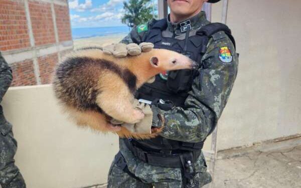 Tamanduá-mirim é resgatado pelo BPMA da PMCE em Caririaçu