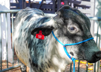 Crato leva Projeto + Genética Bovina à Expocrato, com melhoria da raça Girolando