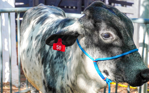 Crato leva Projeto + Genética Bovina à Expocrato, com melhoria da raça Girolando