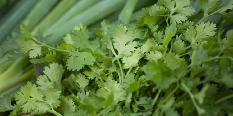 Preço do coentro apresenta queda de 50% na Ceasa Cariri no comparativo