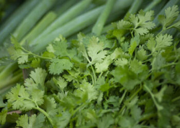 Preço do coentro apresenta queda de 50% na Ceasa Cariri