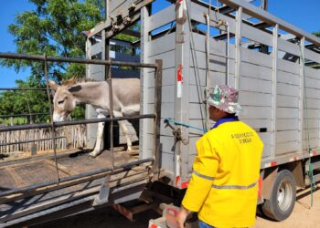 Detran-CE recolhe mais de 1,5 mil animais nas rodovias estaduais no 1º semestre de 2023