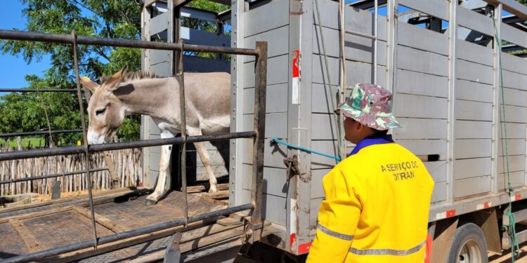 Detran-CE recolhe mais de 1,5 mil animais nas rodovias estaduais no 1º semestre de 2023