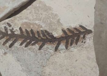 BPMA da PMCE recolhe três fósseis em pedreiras da cidade de Nova Olinda