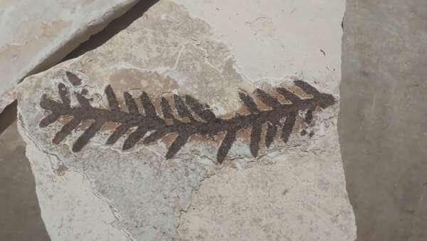 BPMA da PMCE recolhe três fósseis em pedreiras da cidade de Nova Olinda