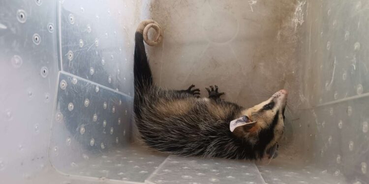 BPMA da PMCE resgata seis animais silvestres durante ações em Juazeiro do Norte
