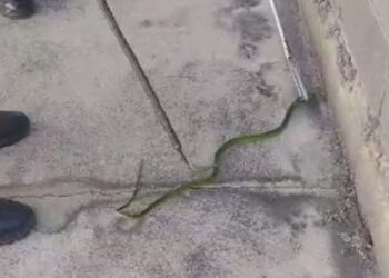 Em ações distintas, PMCE realiza o resgate de cobra e coruja em Fortaleza e Juazeiro do Norte