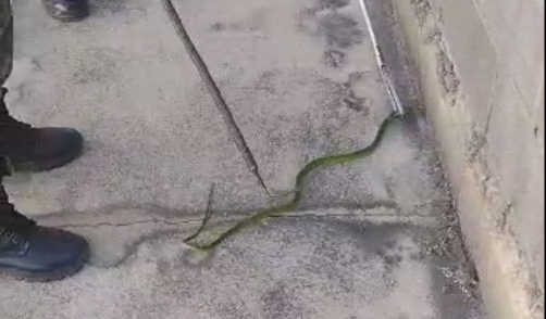 Em ações distintas, PMCE realiza o resgate de cobra e coruja em Fortaleza e Juazeiro do Norte