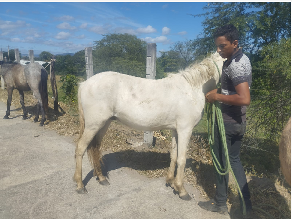 Juazeiro do Norte intensifica campanha de captura de animais