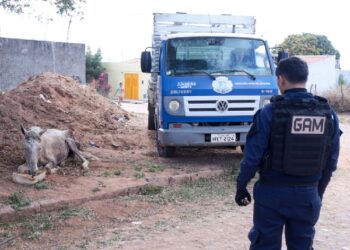 Juazeiro do Norte realiza resgate de animal em abandono