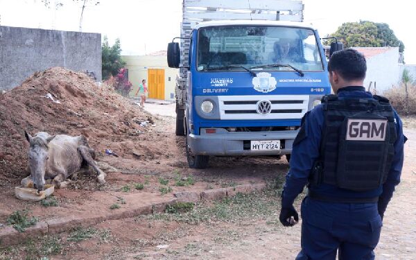 Juazeiro do Norte realiza resgate de animal em abandono