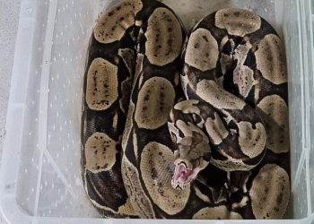 PMCE resgata jiboia encontrada em residência no Crato